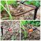 tuyau flexible 1/4&quot; d'irrigation de 4x7 millimètre irrigation de jardin d'égouttement de tube de LDPE de distribution de blanc